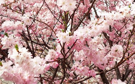 "Hanami" in the U.S.: Washington D.C., Maryland, and Virginia’s Most Beautiful Cherry Blossoms