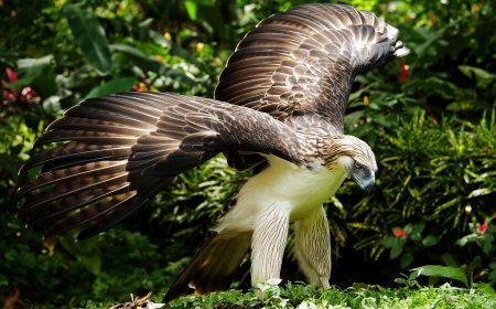 The Philippine Eagle: The Pride and National Bird of the Philippines