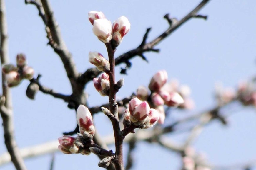 東京で桜が平年通りに開花-04