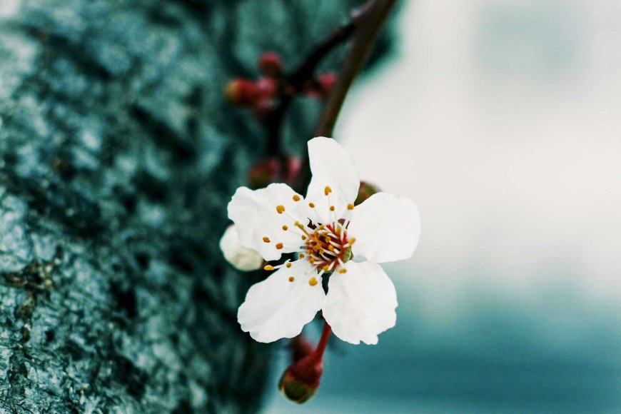 東京で桜が平年通りに開花-05