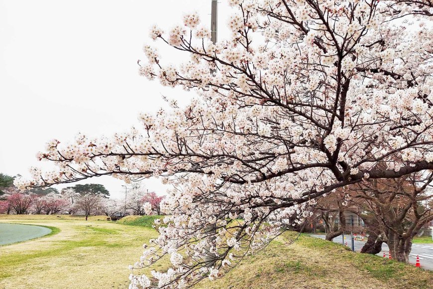 アメリカの花見ワシントン-dcメリーランドバージニアの最も美しい桜-02