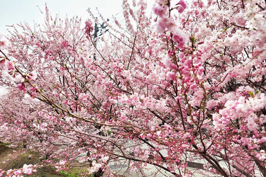 アメリカの花見ワシントン-dcメリーランドバージニアの最も美しい桜-03