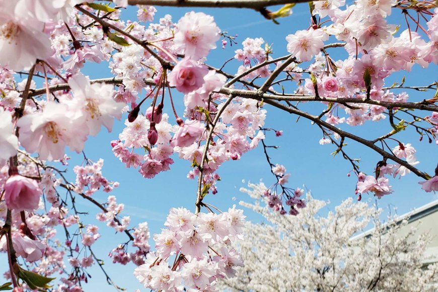 アメリカの花見ワシントン-dcメリーランドバージニアの最も美しい桜-05