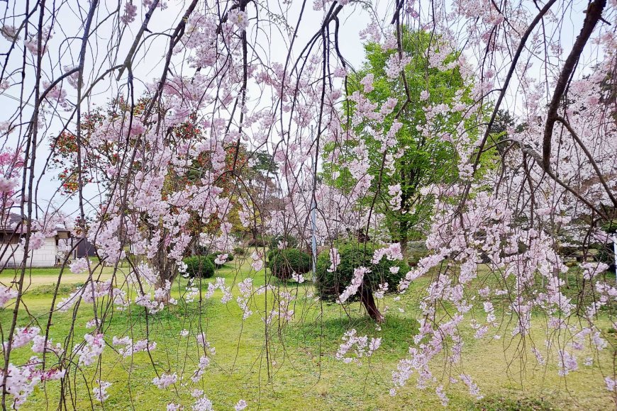 アメリカの花見ワシントン-dcメリーランドバージニアの最も美しい桜-06