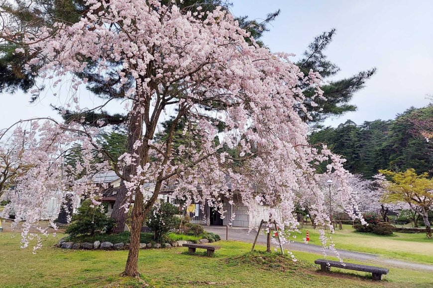 アメリカの花見ワシントン-dcメリーランドバージニアの最も美しい桜-07