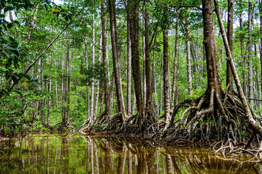 the-best-philippine-wildlife-and-nature-experiences-exploring-the-countrys-natural-wonders-02