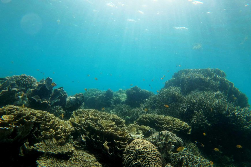 the-best-philippine-wildlife-and-nature-experiences-exploring-the-countrys-natural-wonders-04