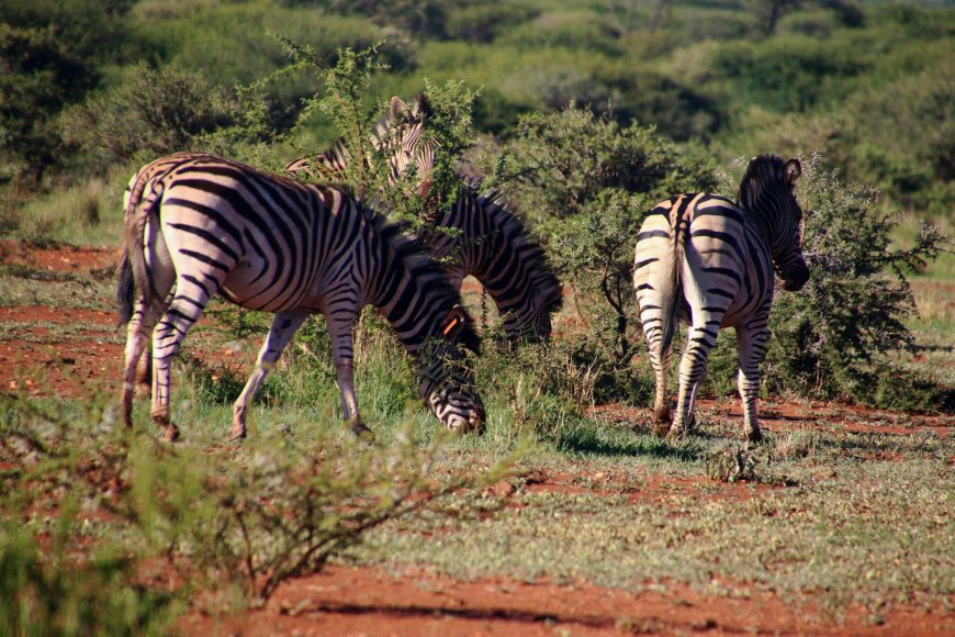 the-best-philippine-wildlife-and-nature-experiences-exploring-the-countrys-natural-wonders-08