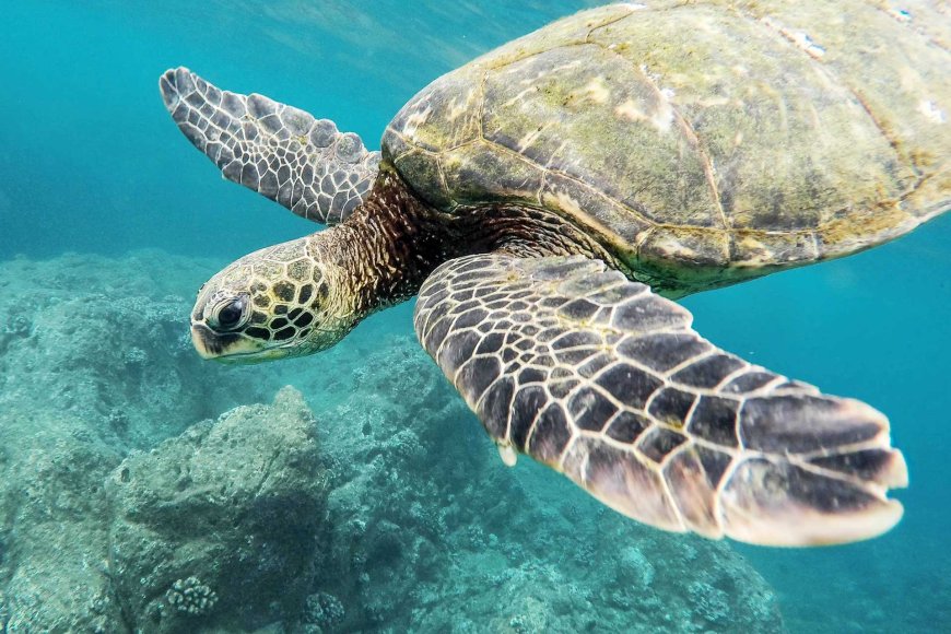 palawan-the-center-of-eco-tourism-in-the-philippines-09