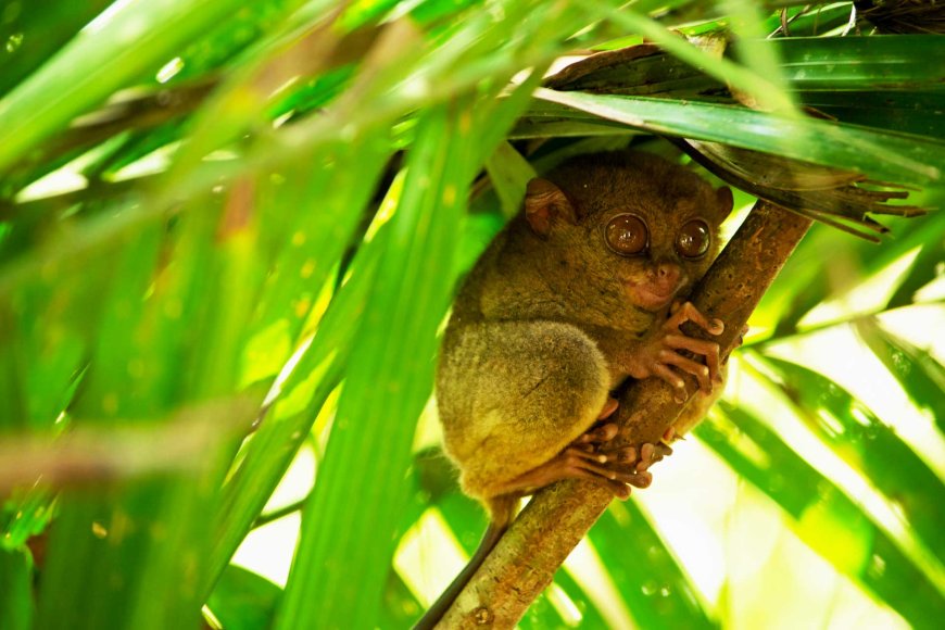 bohol-a-gem-in-the-philippines-island-paradise-05