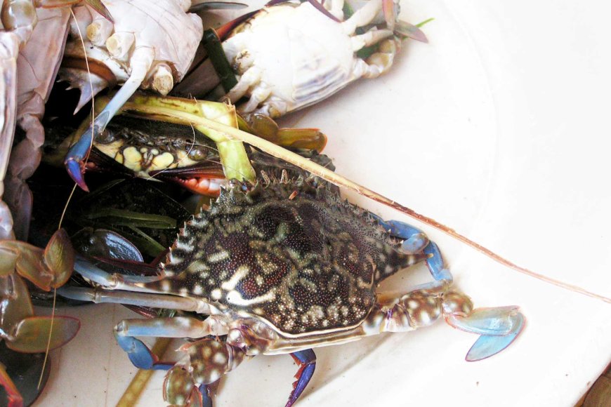 bohol-a-gem-in-the-philippines-island-paradise-07