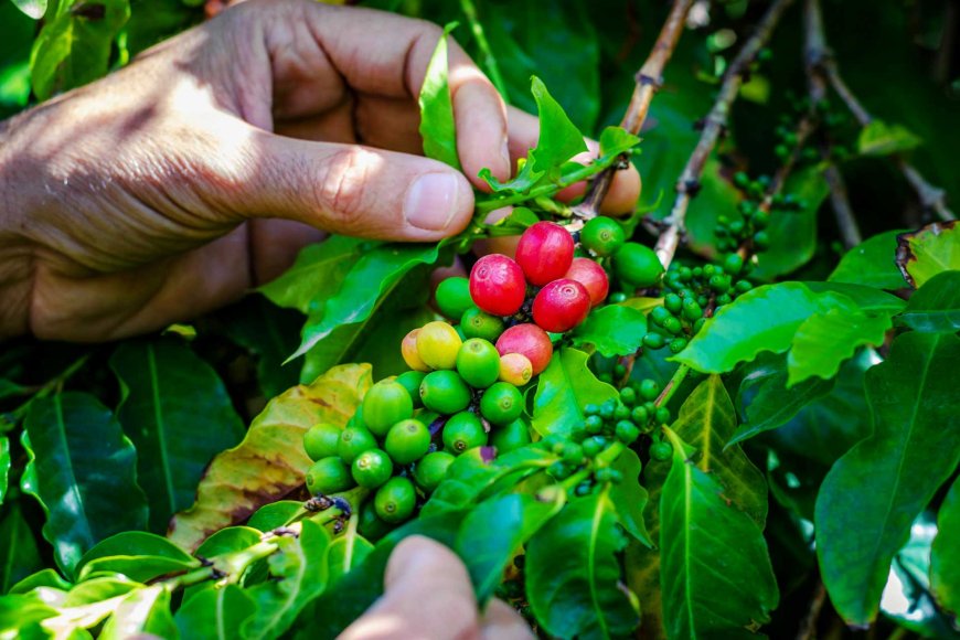 sagada-the-tranquil-charm-of-the-mountain-province-07