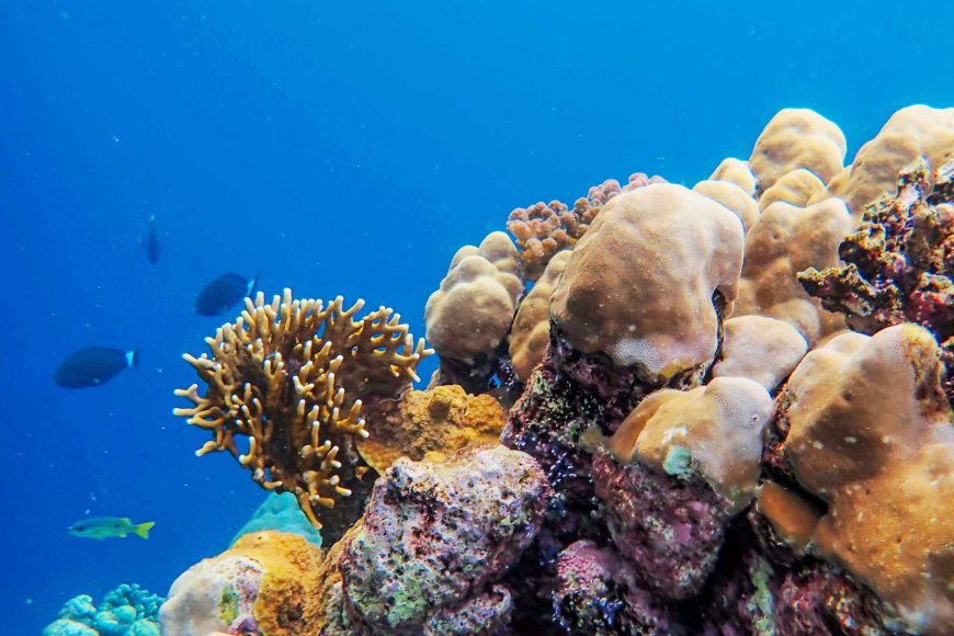 アポ島フィリピンの手つかずの海洋保護区-03