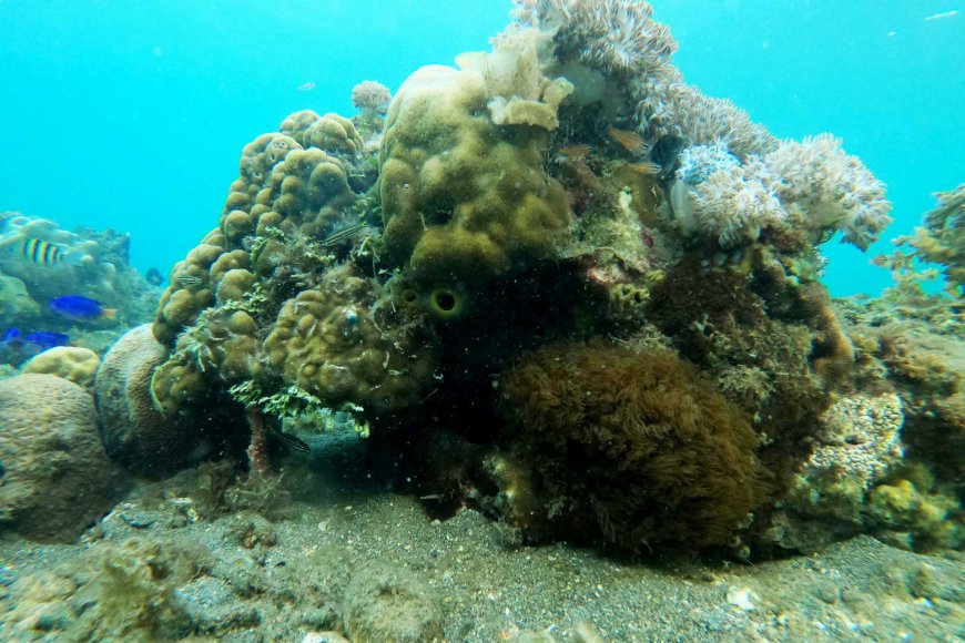 アポ島フィリピンの手つかずの海洋保護区-07