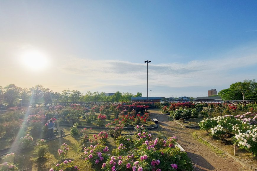 Japanese Summer Heat Remedies That Also Work in the Philippines