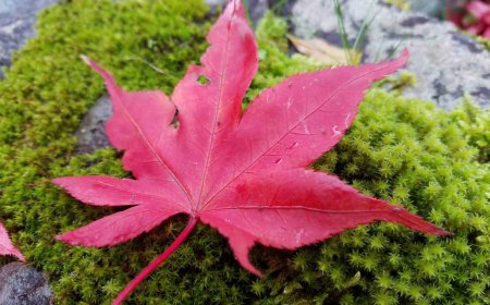 Autumn Reflections: The Beauty of Letting Go