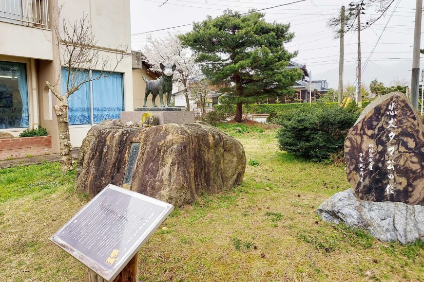 tama-ko-ang-bayaning-shiba-inu-ng-snow-country-ng-japan-06