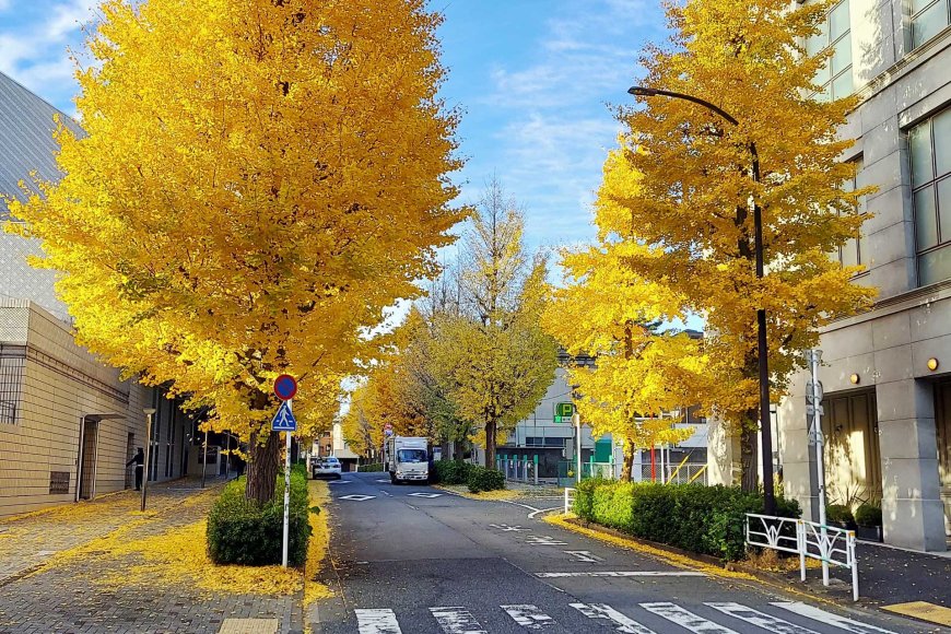 autumn-reflections-the-beauty-of-letting-go-02