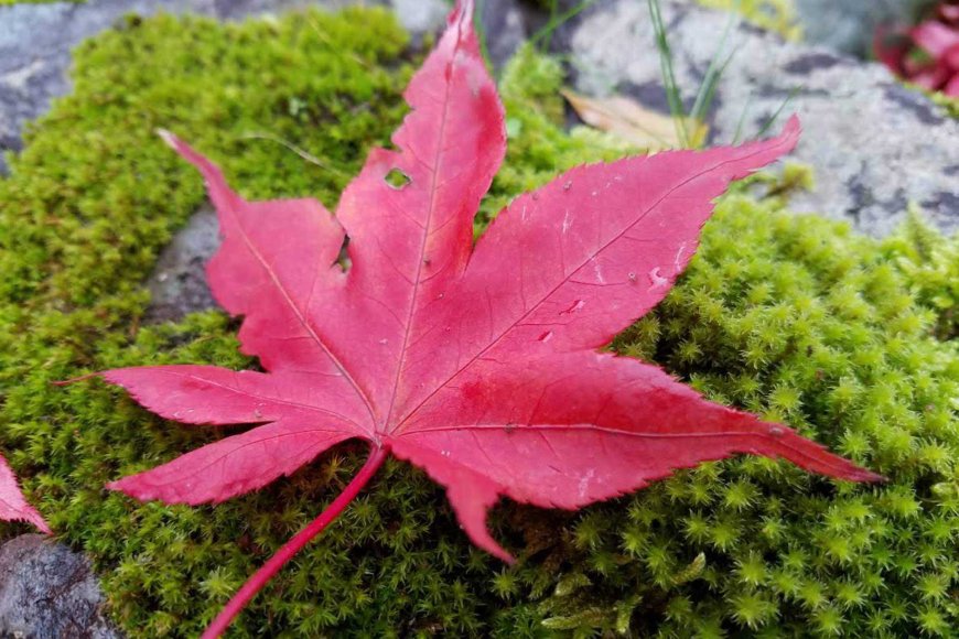 Autumn Reflections: The Beauty of Letting Go