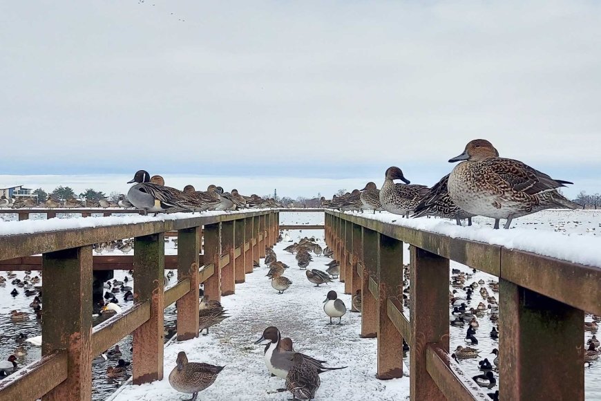 mono-no-aware-物の哀れ-the-beauty-of-impermanence-in-everyday-life-05