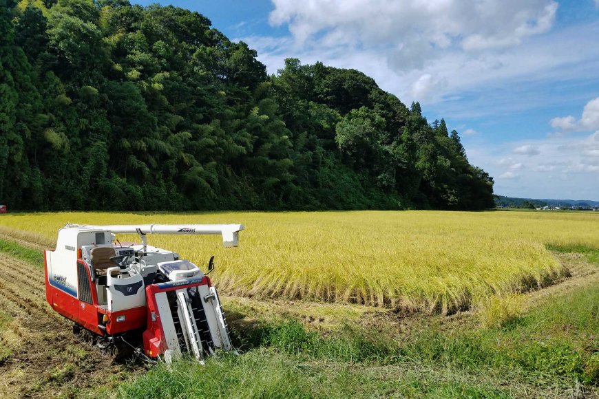 from-rice-to-sake-in-japan-how-japan-turns-rice-into-world-class-sake-03