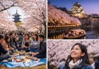 Hanami sa Japan: Kahulugan, Tradisyon, at Gabay sa Pagtingin sa Pamumulaklak ng Sakura