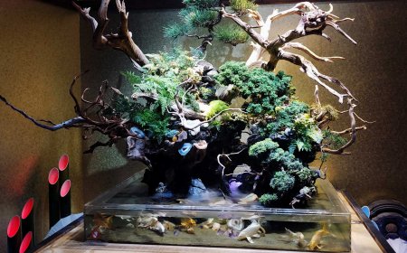 Japanese Culture for Beginners: Everything You Need to Know (2026 Guide)