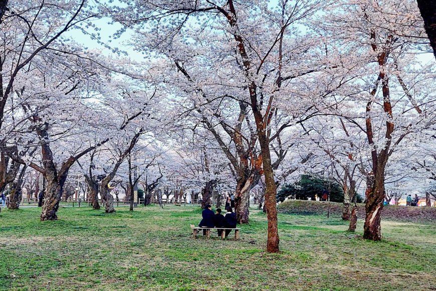 hanami-japan-cherry-blossom-tradition-03