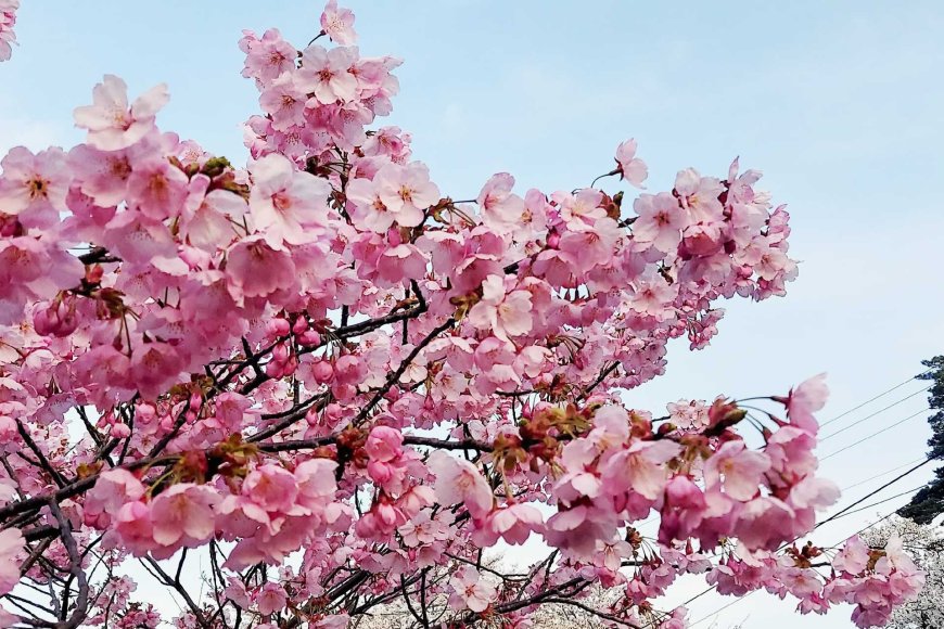 hanami-japan-cherry-blossom-tradition-04