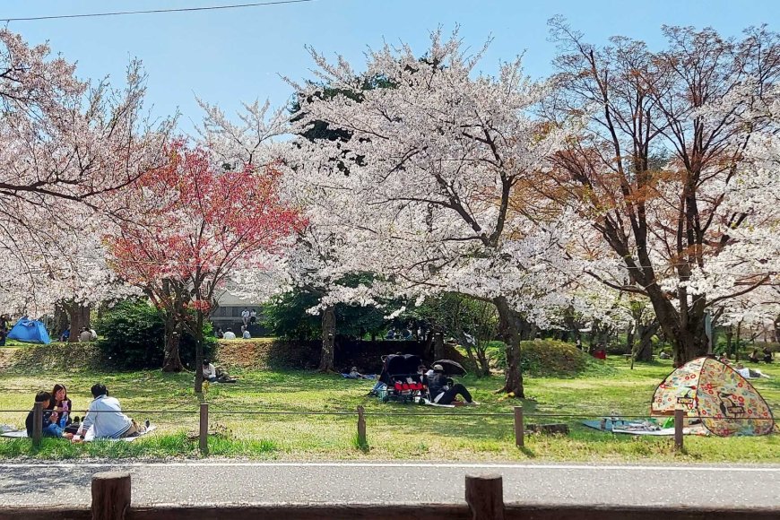 hanami-japan-cherry-blossom-tradition-06