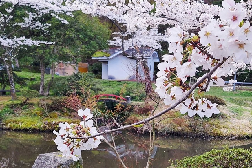 hanami-japan-cherry-blossom-tradition-07