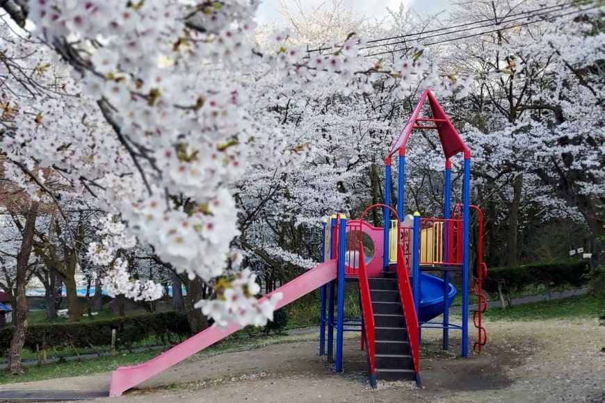 hanami-japan-cherry-blossom-tradition-08
