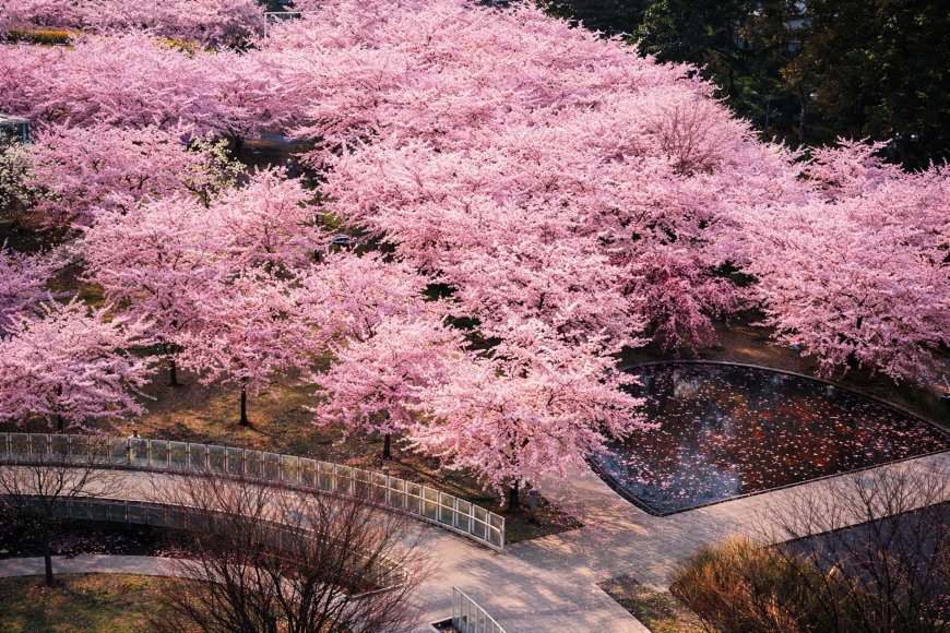 best-hanami-spots-in-niigata-2026-04