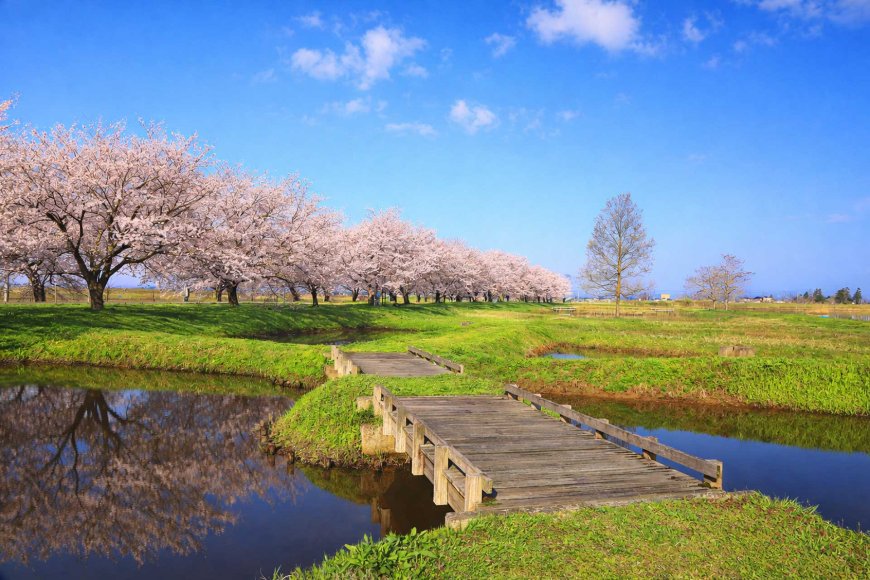 best-hanami-spots-in-niigata-2026-05