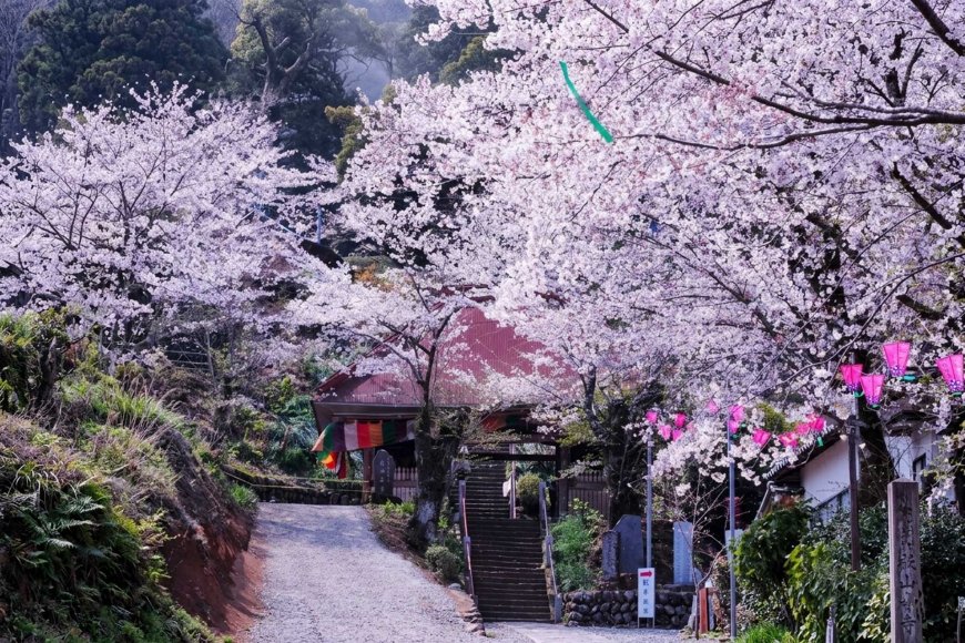 best-hanami-spots-in-niigata-2026-07