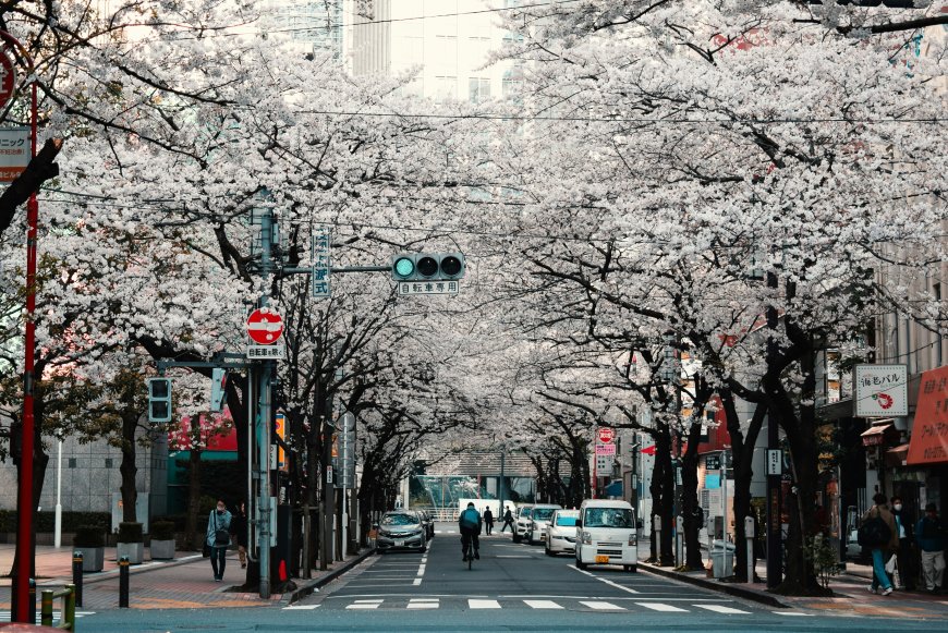 understanding-japanese-culture-before-moving
